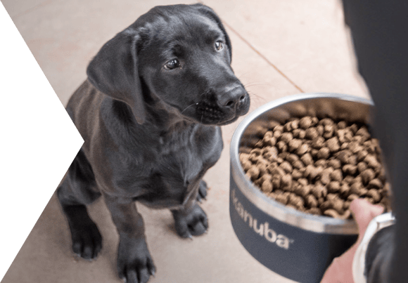 Eukanuba Puppy Hub